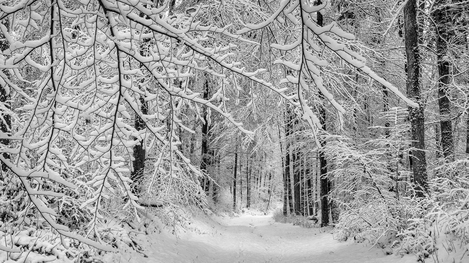 forest-4755597_1920 (1).jpg