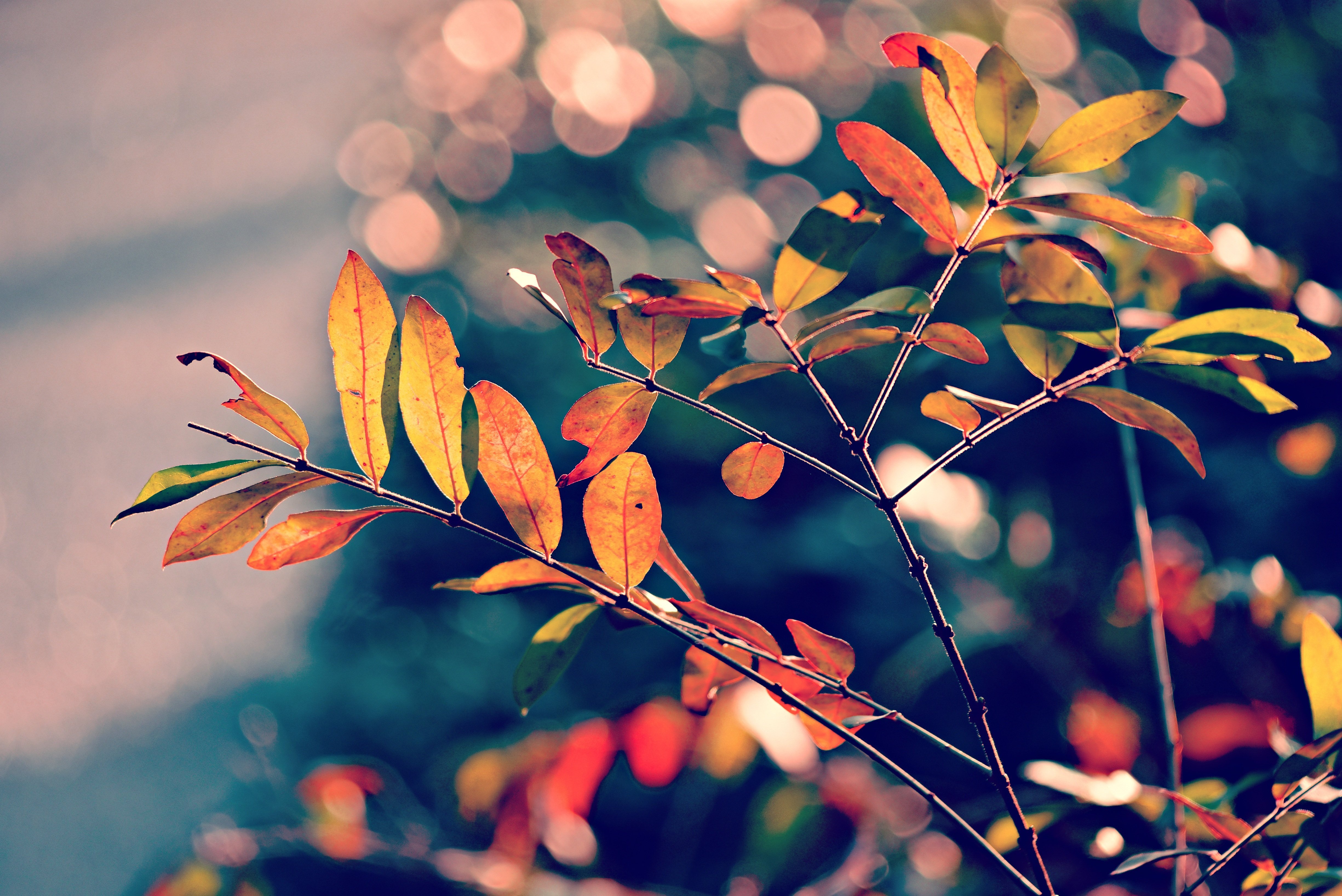 mabelamber-foliage-3881675.jpg