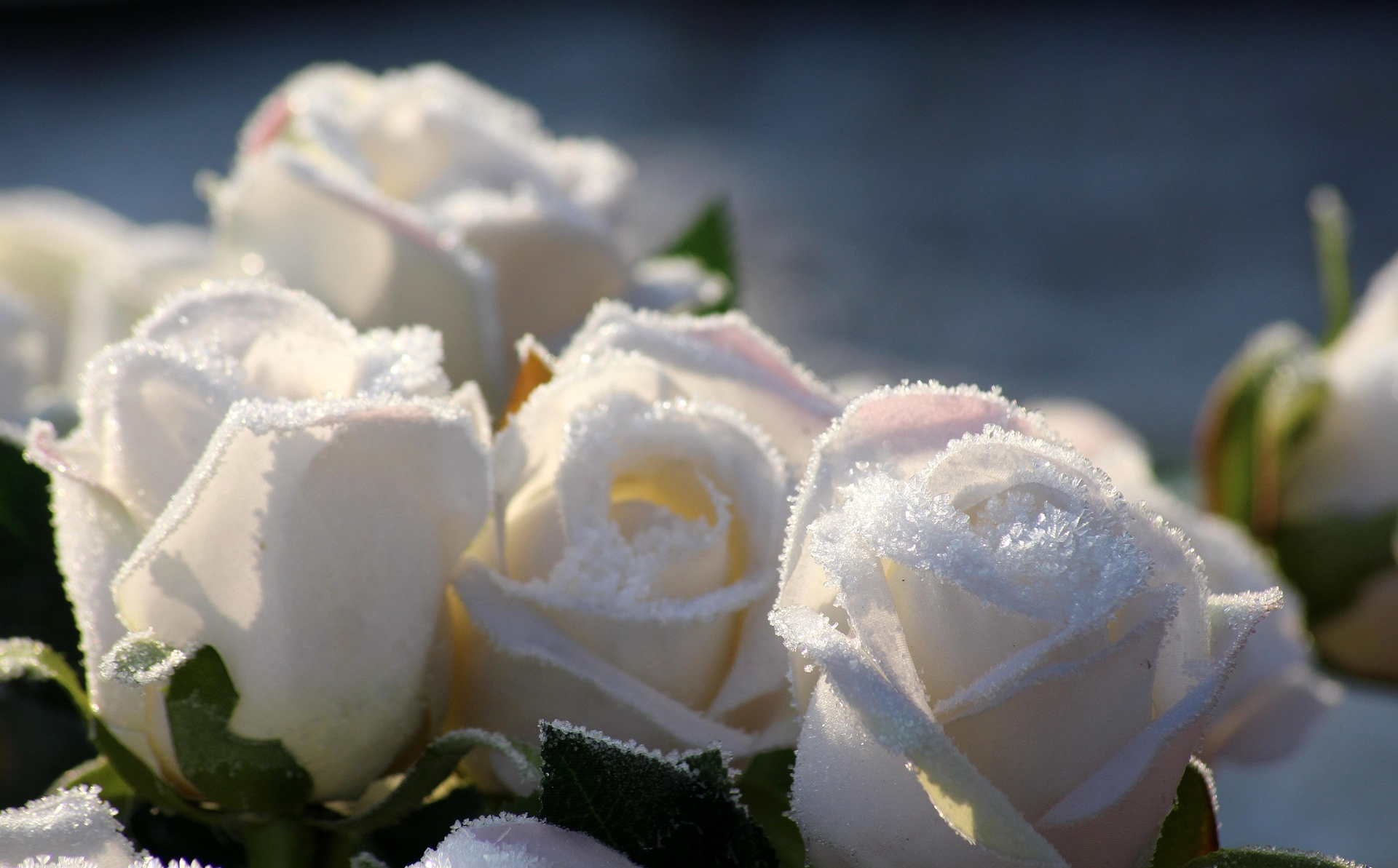 roses-3954128_1920.jpg